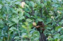 Orava 1